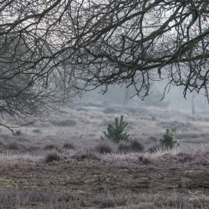 Coeveringse Heide