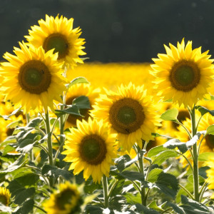 Gijzenrooi Zonnebloemen