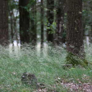 Kampina