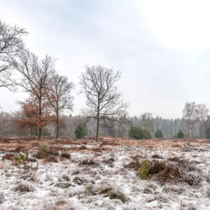 Leenderbos winter