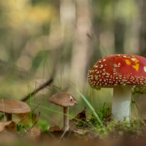 Paddenstoelen