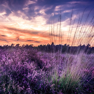 Stratumse Heide